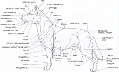 Книги по анатомии собак