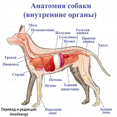 Внутренние органы собаки. Вид слева | Dog Internal Organs, Anatomy. Left |  Собаки, Ветеринария, Ветеринар