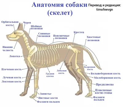 Атлас анатомии с описаниями, собака (иллюстрации) : нормальная анатомия |  vet-Anatomy