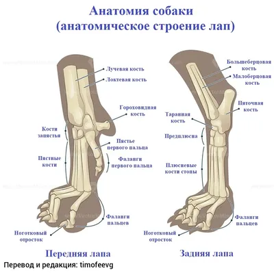 В шкуре собаки | Папмамбук