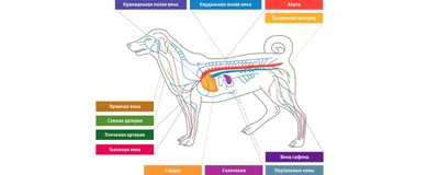 анатомия Собаки