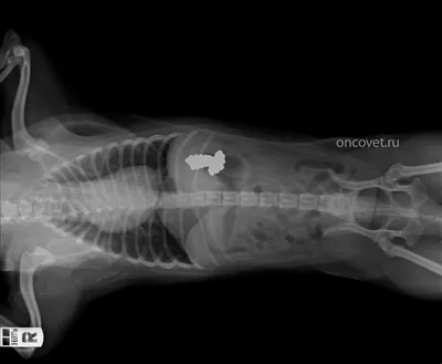 Фотография Йоркширский терьер собака Язык (анатомия) траве 3840x2400