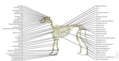 Анатомия собаки | Пикабу