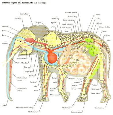 мышцы слона: 2 тыс изображений найдено в Яндекс Картинках | Анатомия  животных, Слон, Животные