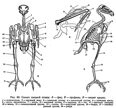 анатомия желудка, картинка надгортанника фон картинки и Фото для бесплатной  загрузки