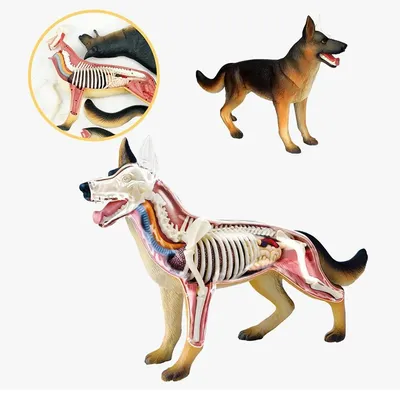 Анатомия Собаки — стоковые фотографии и другие картинки Собака - Собака,  Анатомия, Скелет животного - iStock