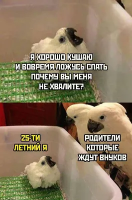 Лучшие шутки и мемы из Сети (29 фото) | Екабу.ру - развлекательный портал