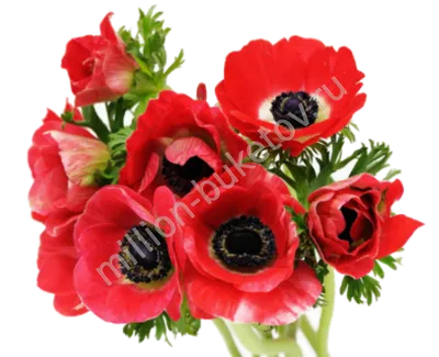Свежие анемоны - цветы в букетах и композициях купить с доставкой по Киеву.