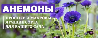 Анемоны - Енот оленевод