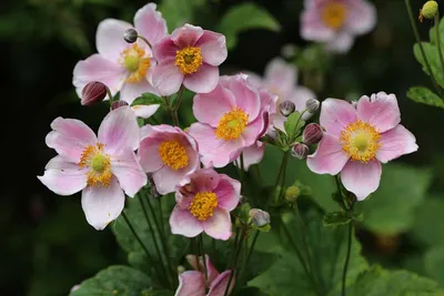 Анемона цветок: фото, описание, выращивание, посадка, отзывы, уход в  открытом грунте