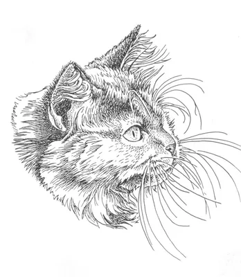 Кошка Симпатичная Векторный Рисунок Персонажа Векторное изображение  ©ridoyhossain01752808024@gmail.com 663506420