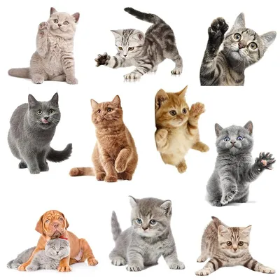 3D мультяшные кошки, наклейки на стену для унитаза для детей, детские  комнаты, плакат, домашний декор, милые животные, кошки, ПВХ, самоклеящиеся  художественные – лучшие товары в онлайн-магазине Джум Гик