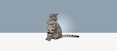Раскраски аниме кошка животное (46 фото) » Картинки, раскраски и трафареты  для всех - Klev.CLUB