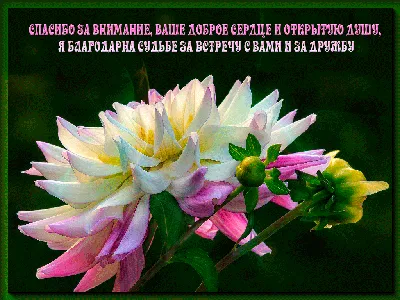 Открытки анимация Спасибо за внимание | Открытки анимация | White flower  wallpaper, Dahlia flower, Garden