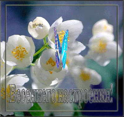 Красивая весенняя гифка картинка, открытка с пожеланиями прекрасной весны c  веточкой вербы и весенним цветком | Открытки, Весна, Поздравительные  открытки