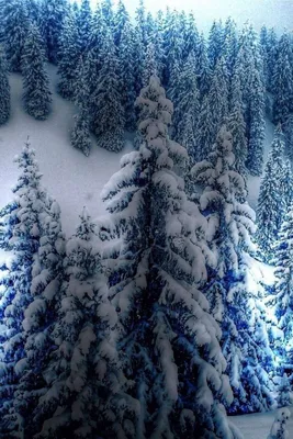 оживленный анимированный зимний ландшафт Рождества сток-видео - Видео  насчитывающей счастливо, украшение: 235767569