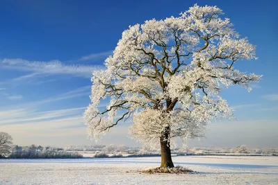 анимированный зимний лес: 2 тыс изображений найдено в Яндекс Картинках