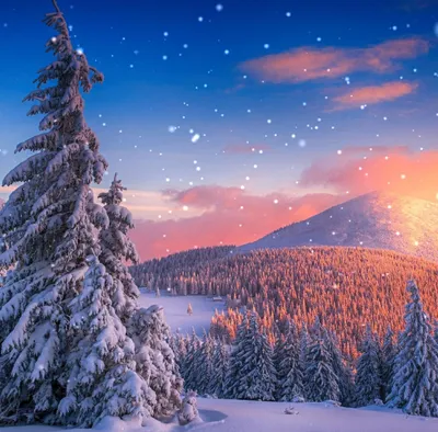 3d анимированные горы из деревьев с голубыми огнями, 3d иллюстрации обои  пейзаж искусства рождественские елки с бирюзовыми черными и серыми горами,  Hd фотография фото фон картинки и Фото для бесплатной загрузки