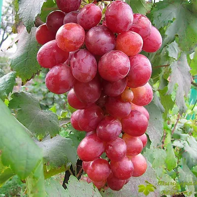Анюта виноград, купить черенки и саженцы винограда Анюта в Минске по  доступным ценам