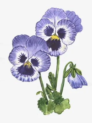 Анютины глазки | Flower painting, Art drawings simple, Watercolor art  lessons