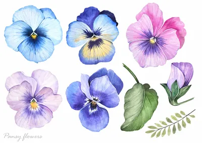 Анютины глазки: описание и значение цветка | блог интернет - магазина  АртФлора