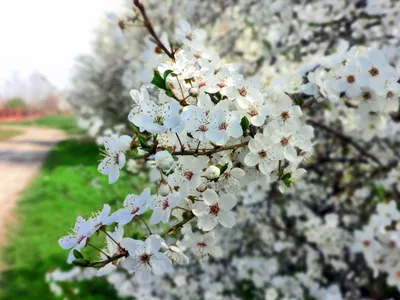 Весна, природа, цветы | Природа, Весна, Цветы