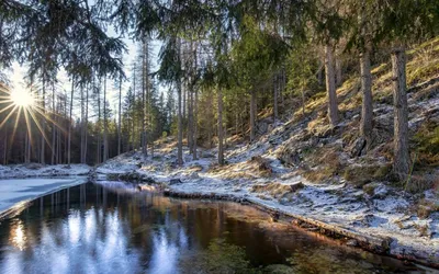 Фотографии Весна Природа Трава Цветущие деревья