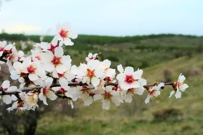 весна природа цветы цветы фотография, Цветение, Цветы, лепесток фон  картинки и Фото для бесплатной загрузки