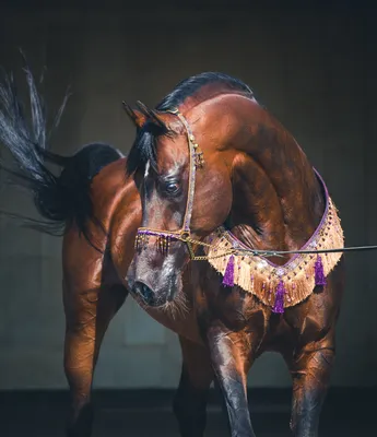 Красивые арабские лошади - красивые фото