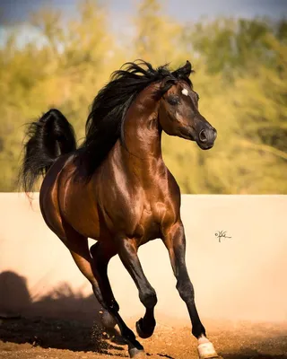 Арабская лошадь, или Представитель золотого фонда чистокровного коневодства