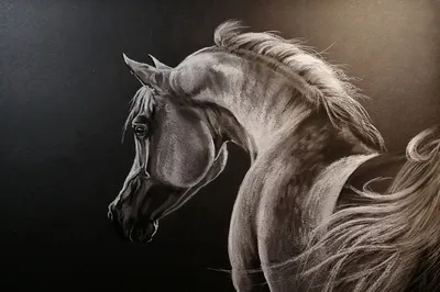 Arabian Times›› |арабские лошади| | Horses, Beautiful arabian horses,  Beautiful horses