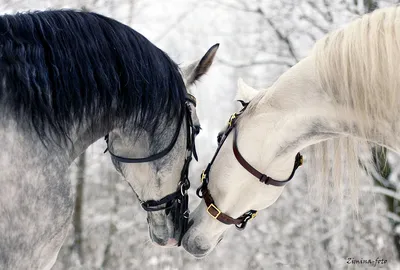 Сказочная красота — арабские и андалузские лошади