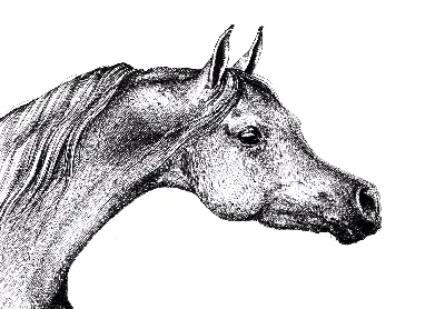 Программа \"Мир арабской лошади. Легенды древнего востока\":экскурсия,  фотосесессия, прогулка на лошадях, чаепитие | Конюшня Табун д Тарасово