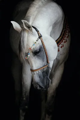 Купить фотообои Лошади «Арабские скакуны» | PINEGIN