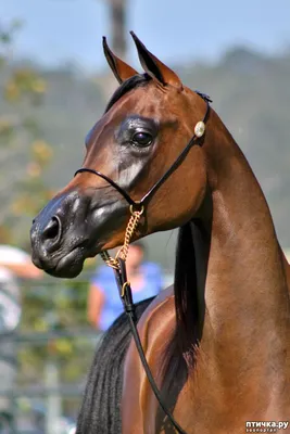 Арабская лошадь - легендарная восточная красота — обсуждение в группе \" Лошади\" | Птичка.ру