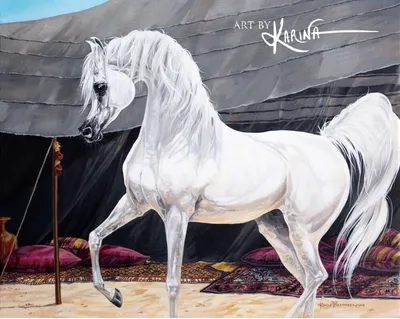 Рисунок арабской лошади - 63 фото