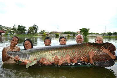 Рыба Арапайма - 200 кг заботы о потомстве | PetZona - канал о животных |  Дзен