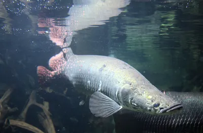 Арапайма гигантская или пираруку (лат. Arapaima gigas) – Интересные животные