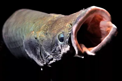 Арапаима: Чем интересна самая большая пресноводная рыба | Цитадель адеквата  | Дзен