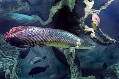 Род Arapaima (Арапайма) | ВСЕ О ПРЕСНОВОДНЫХ РЫБАХ