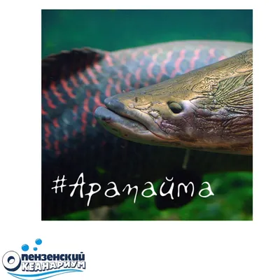 рыба под водой. арапаима рыба пираруку арапайма гигас одна из крупнейших  пресноводных рыб. Стоковое Изображение - изображение насчитывающей океан,  цвет: 235423373