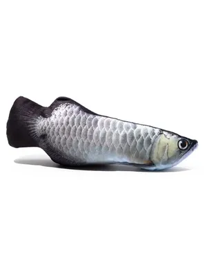 рыба под водой. арапаима рыба пираруку арапайма гигас одна из крупнейших  пресноводных рыб. рыба в аквариуме за стеклом. Стоковое Фото - изображение  насчитывающей подныривание, аквариум: 272684234