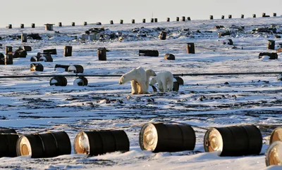 Объективная» Арктика: чем закончился фотоконкурс «Страны Росатом» и  «Атомфлота»