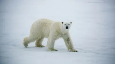 В Москве открылась фотовыставка национального парка «Русская Арктика»