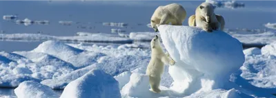 XIII Международный форум «Арктика: настоящее и будущее»