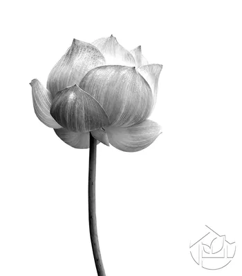 Картины Крупные цветы \"Арт Лотос чёрно-белый\" - арт 0120006079 | Купить в  интернет-магазине Фото в дом - Фото в дом