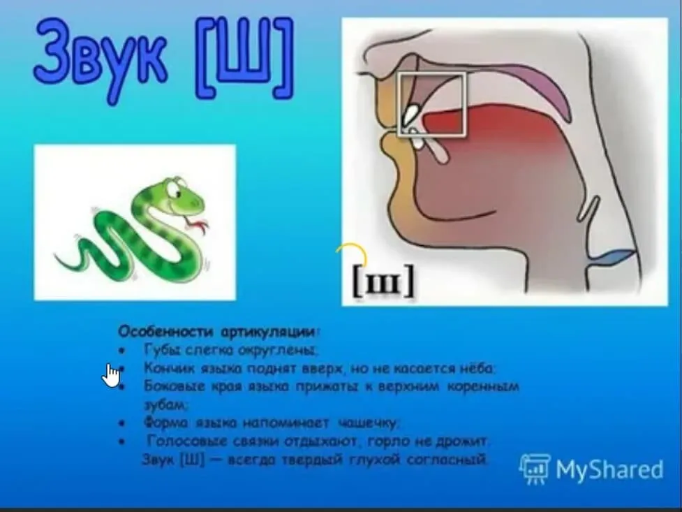 Постановка звука Ш: логопедические задания и упражнения. Блог Лого-Эксперт