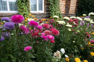 Букет из астр - заказать доставку цветов в Москве от Leto Flowers