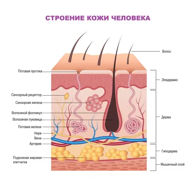 Кожные и венерические болезни. В 2-х ТТ. Руководство для врачей Скрипкин,  Мордовцев 9785225027605