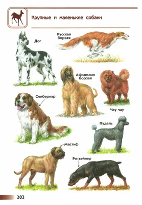 Крупные и маленькие собаки - фото и описание - ОМ Плешаков